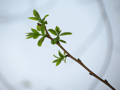 Diospyros virginiana