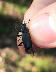 Platycerus caraboides