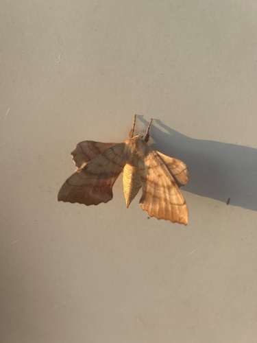 Walnut Sphinx