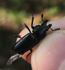 Platycerus caraboides