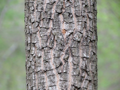 Diospyros virginiana