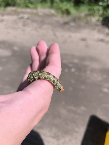 Pine Hawkmoth