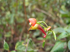 Impatiens sakeriana image