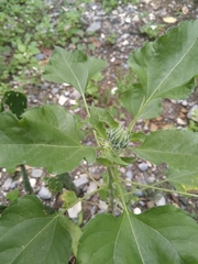 Helianthus annuus