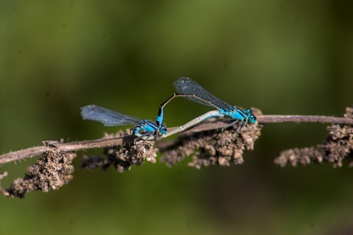 Blue-tailed Damselfly