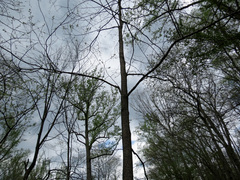 Diospyros virginiana