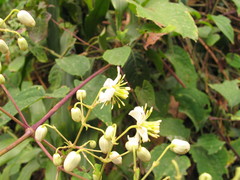 Clematis brachiata