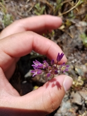 Allium fimbriatum