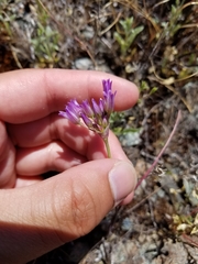Allium fimbriatum