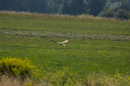 Western Marsh Harrier