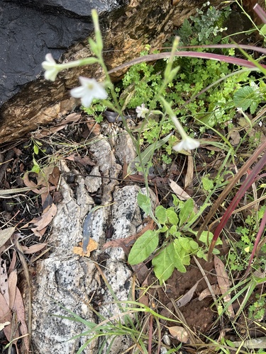Nicotiana velutina, 2026-08-24