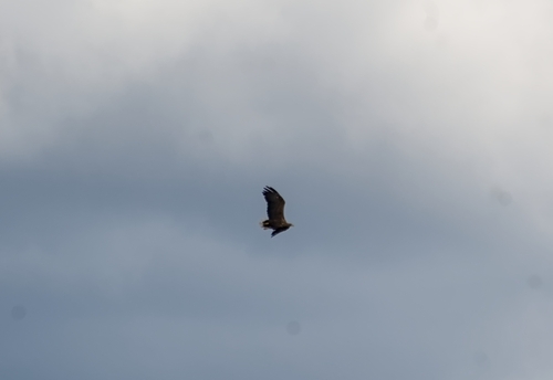 White-tailed Eagle