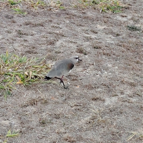Southern Lapwing