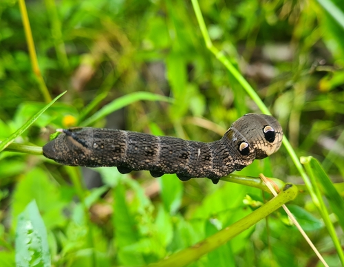 Elephant Hawkmoth