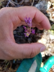 Allium fimbriatum
