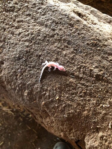 Mediterranean House Gecko