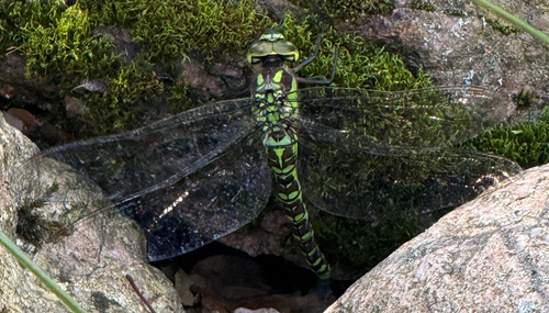 Southern Hawker