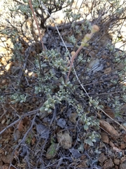 Eriogonum tripodum
