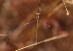 Lestes concinnus