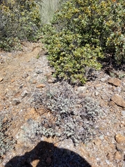 Eriogonum tripodum