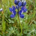 Sky Lupine - Photo (c) Jamie Carter, some rights reserved (CC BY), uploaded by Jamie Carter