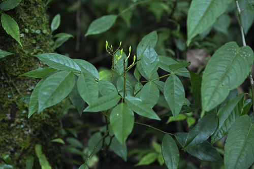 Euchresta formosana observed 2026-07-07