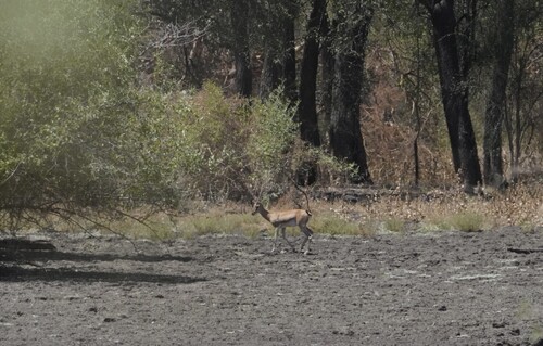 Eritrean Gazelle