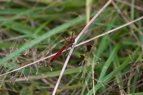 Banded Darter
