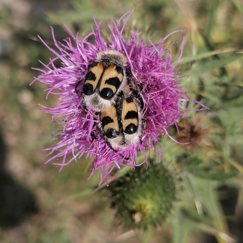 Eurasian Bee Beetle