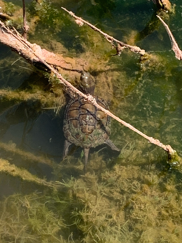 Mediterranean Turtle