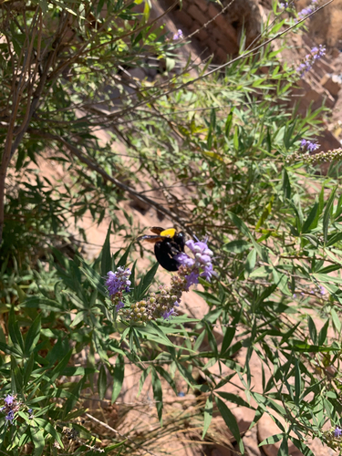 Pubescent Carpenter Bee