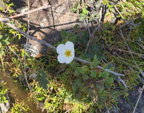 Dasiphora glabra