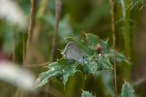Short-tailed Blue