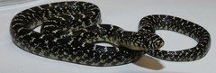 Lampropeltis