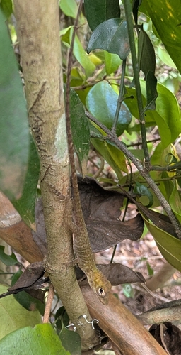 Jamaican Giant Anole