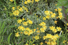 Senecio lyonii