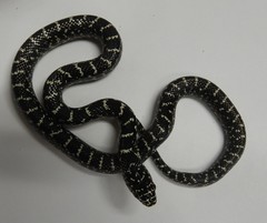 Lampropeltis
