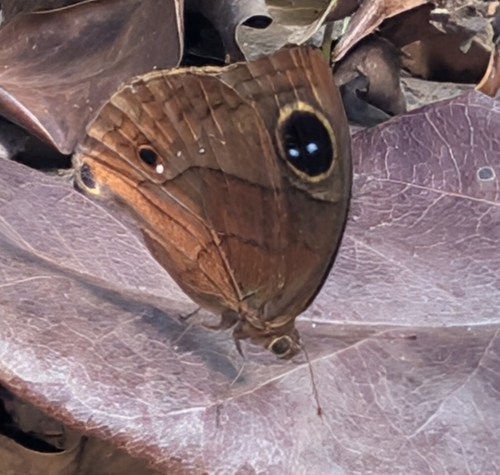 Jamaican satyr