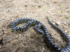 Lampropeltis