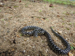 Lampropeltis