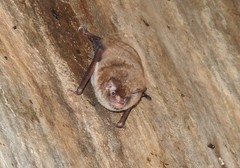 Myotis austroriparius