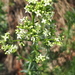 Galium lucidum lucidum - Photo (c) Franco Colnago, some rights reserved (CC BY-NC), uploaded by Franco Colnago
