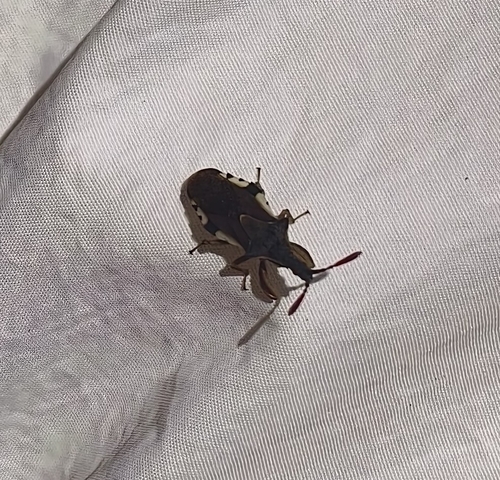 Cnizocoris sinensis