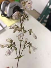 Penstemon pallidus