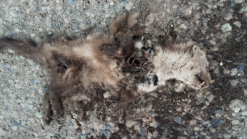 Stone Marten