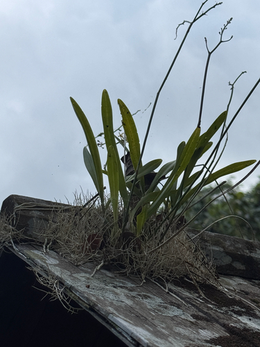 Acriopsis liliifolia observed 2026-08-25