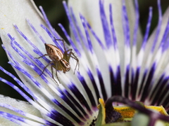 Oxyopes lineatus