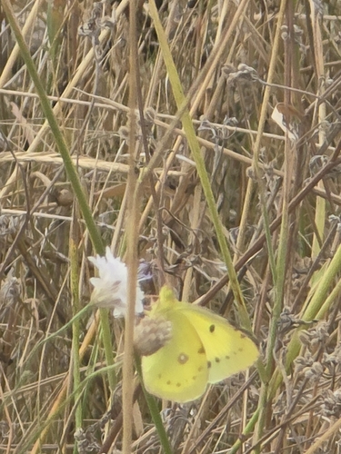 Eastern Pale Clouded Yellow