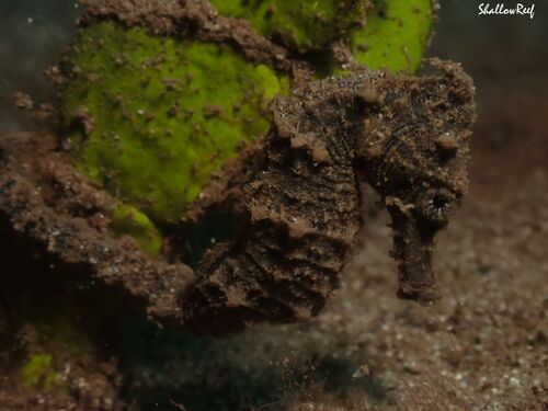 Hippocampus, 2026-07-04