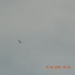 Larus fuscus barabensis